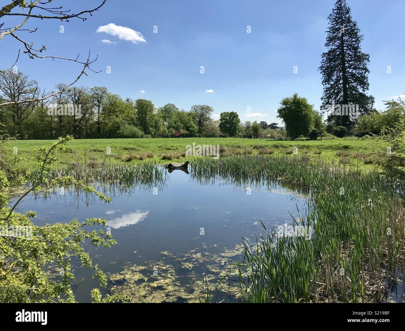 Sunny meadow pond hi-res stock photography and images - Alamy