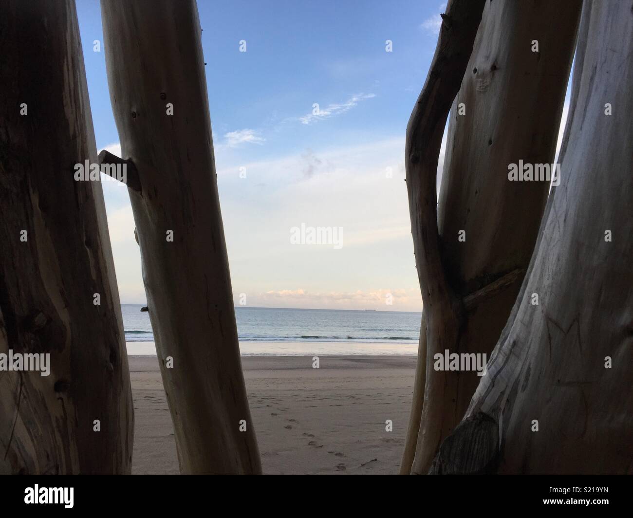 Fallen tree. Praa sands, Cornwall Stock Photo Alamy