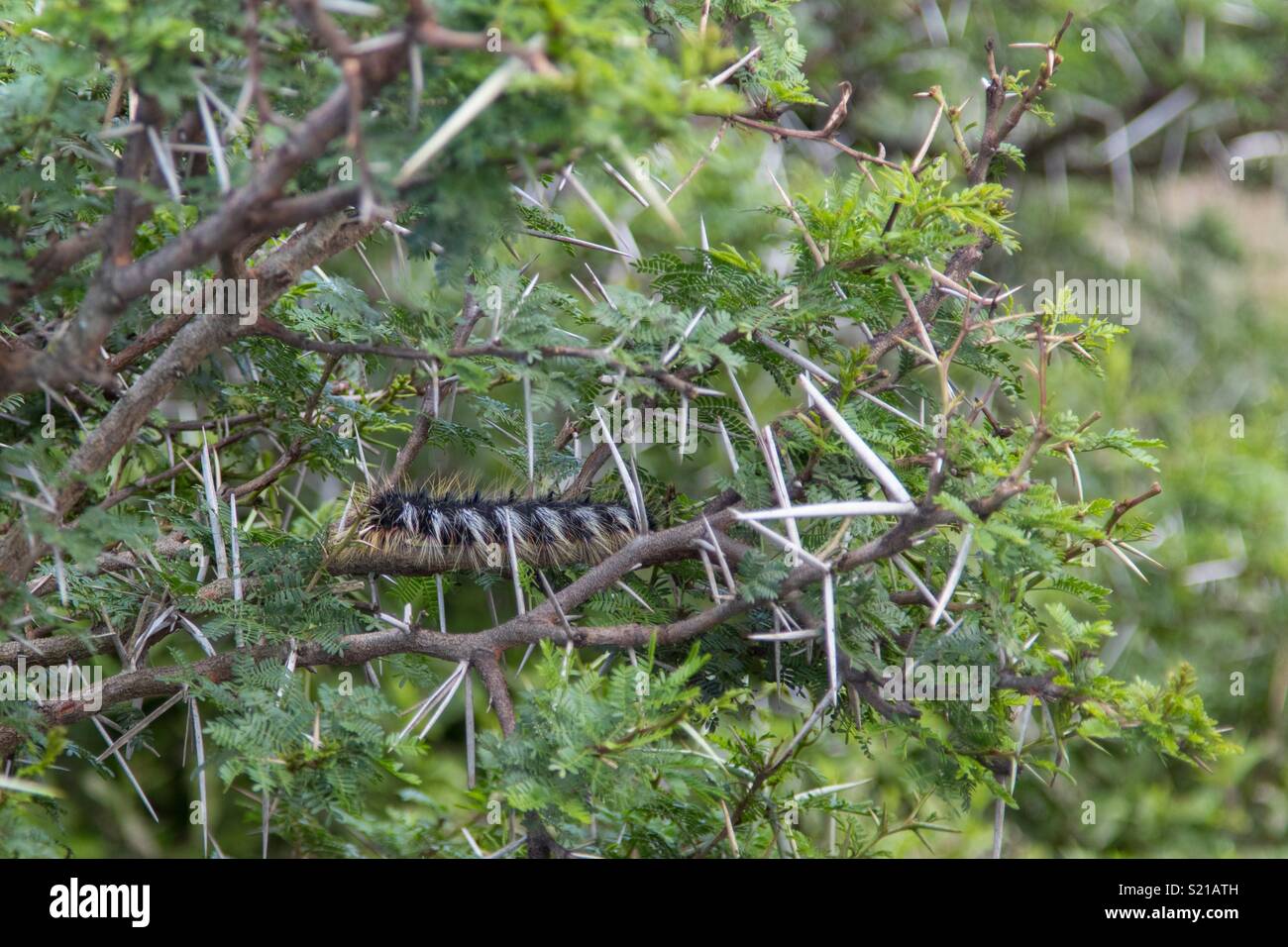African Caterpillar Stock Photo Alamy