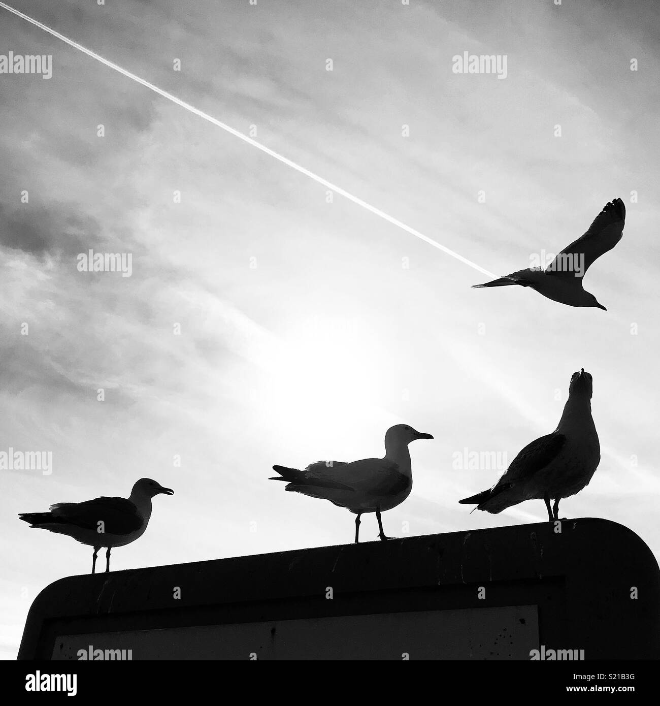 Seagulls in Blackpool Stock Photo