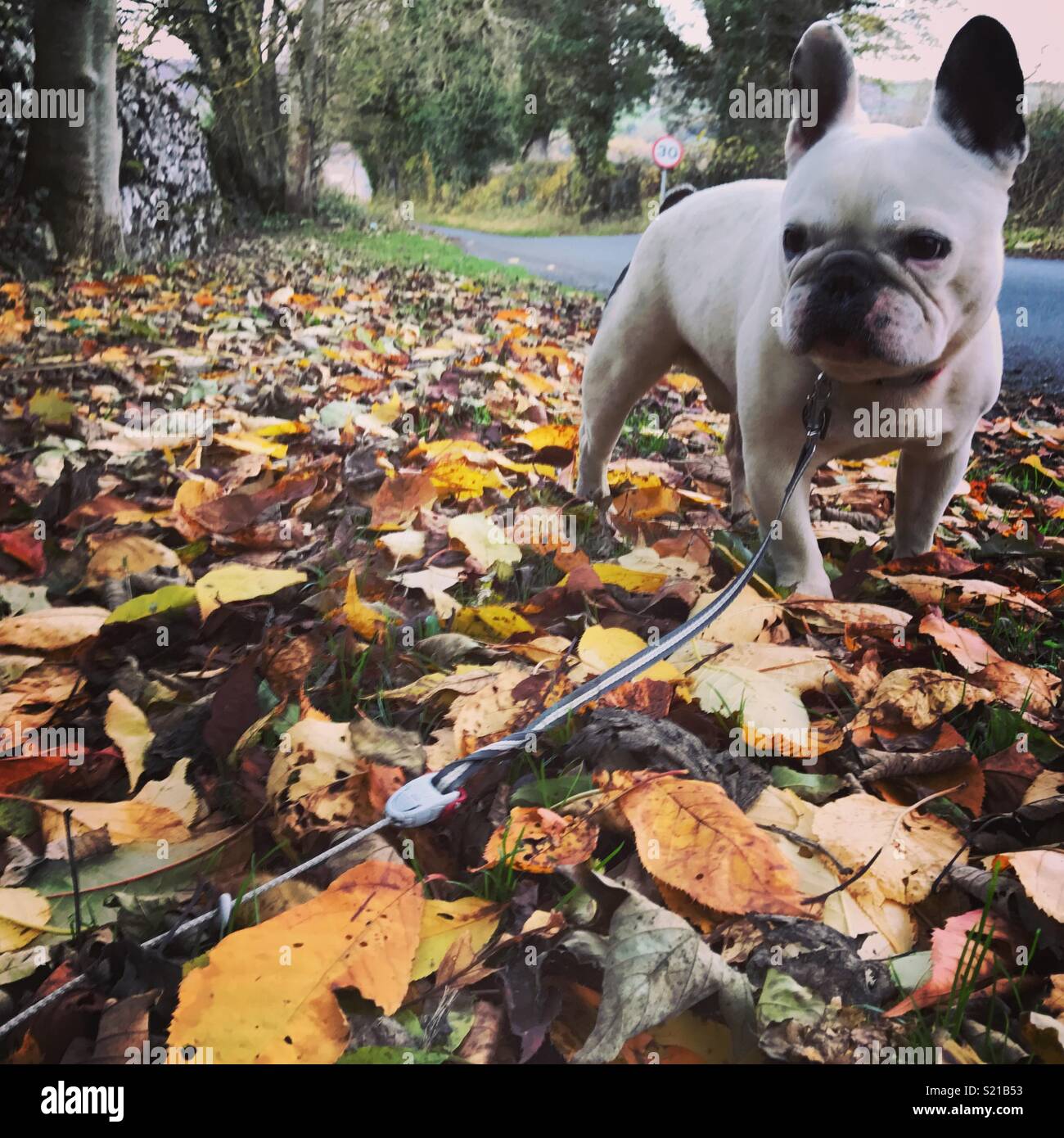 French Bulldog Autumn Leaves Stock Photo