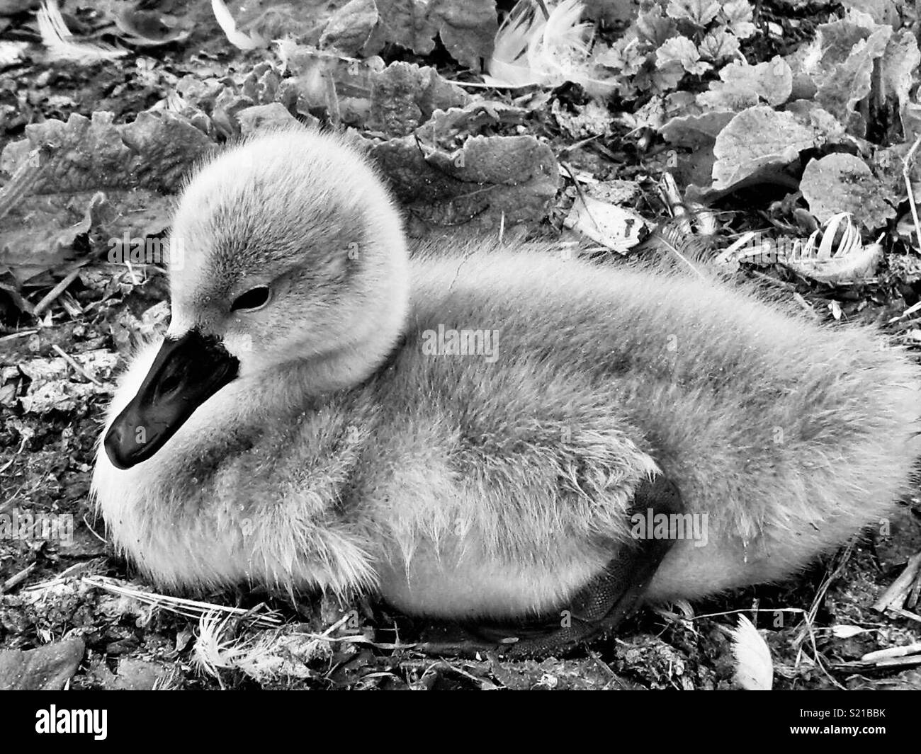The ugly duckling. A baby swan sits alone alongside a path in  Dorset,England Stock Photo - Alamy