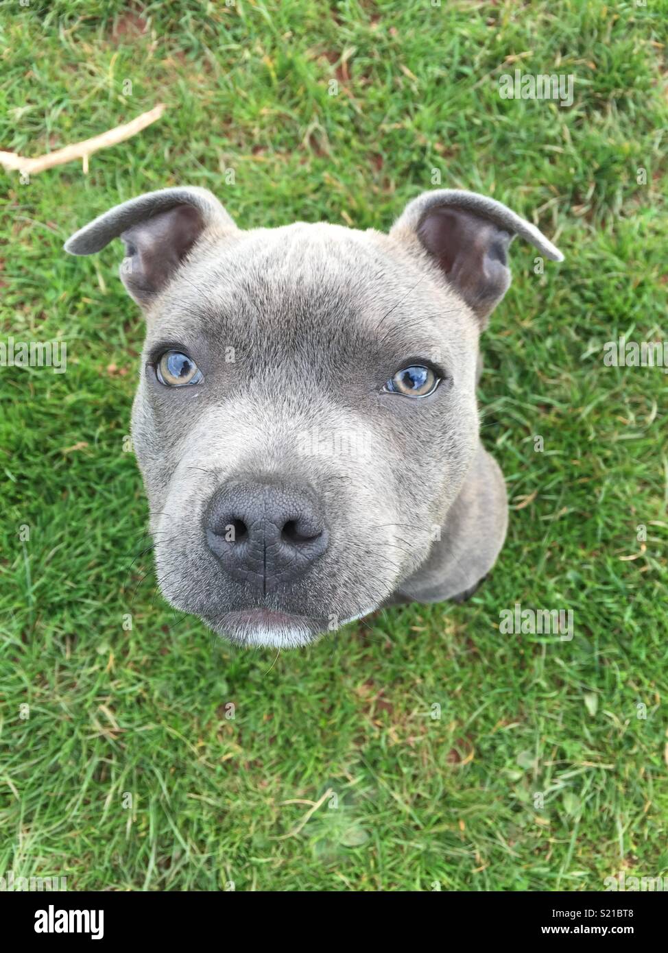 Blue eyed staffie Stock Photo