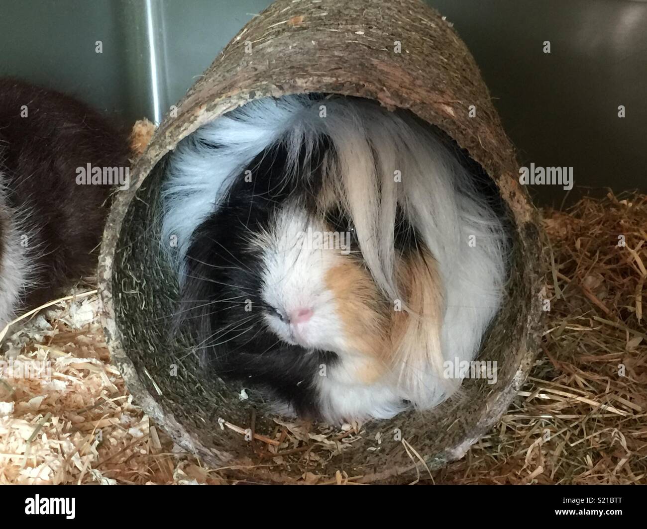 Guinea pig in tube Stock Photo Alamy
