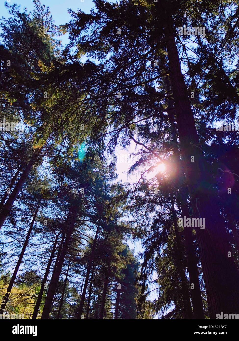 Black Park, Wexham, Buckinghamshire Stock Photo Alamy