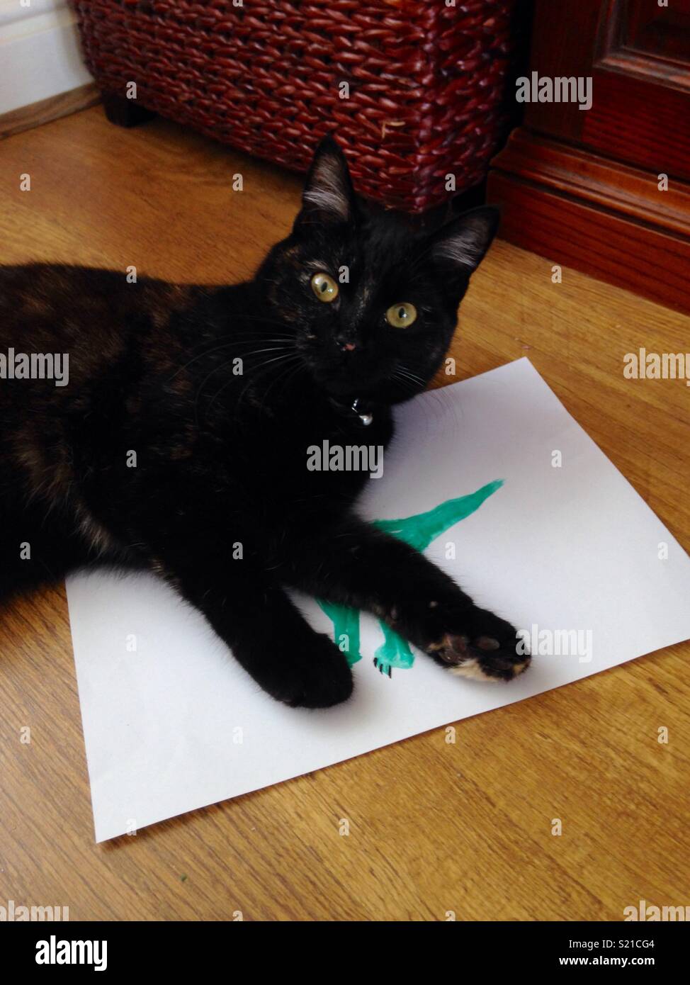 Cat laying on piece of paper Stock Photo Alamy
