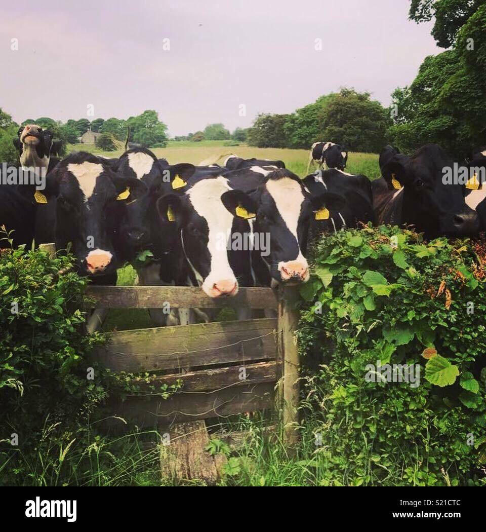 Cows looking over fence hires stock photography and images Alamy