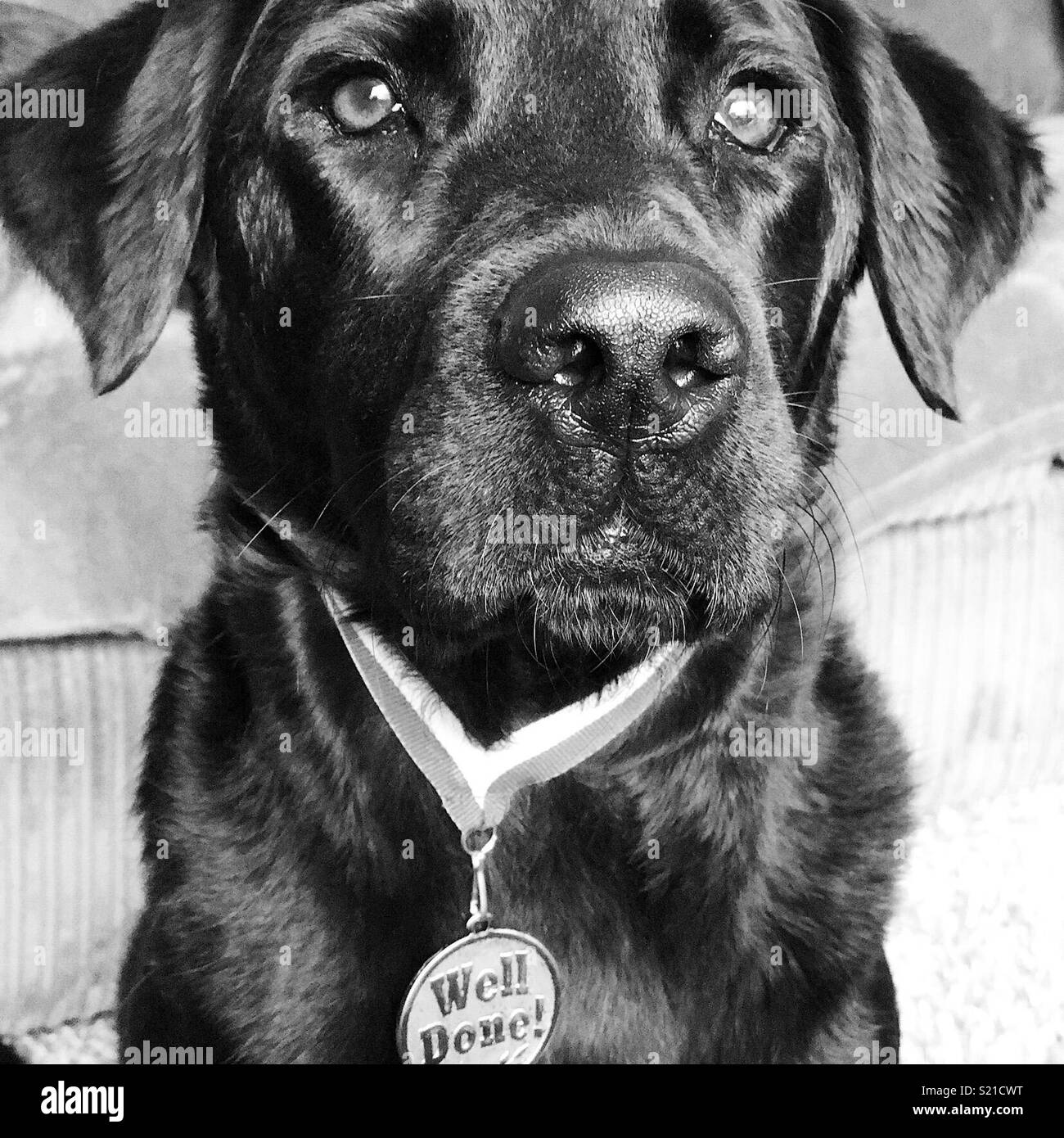 Black Labrador with medal Stock Photo Alamy