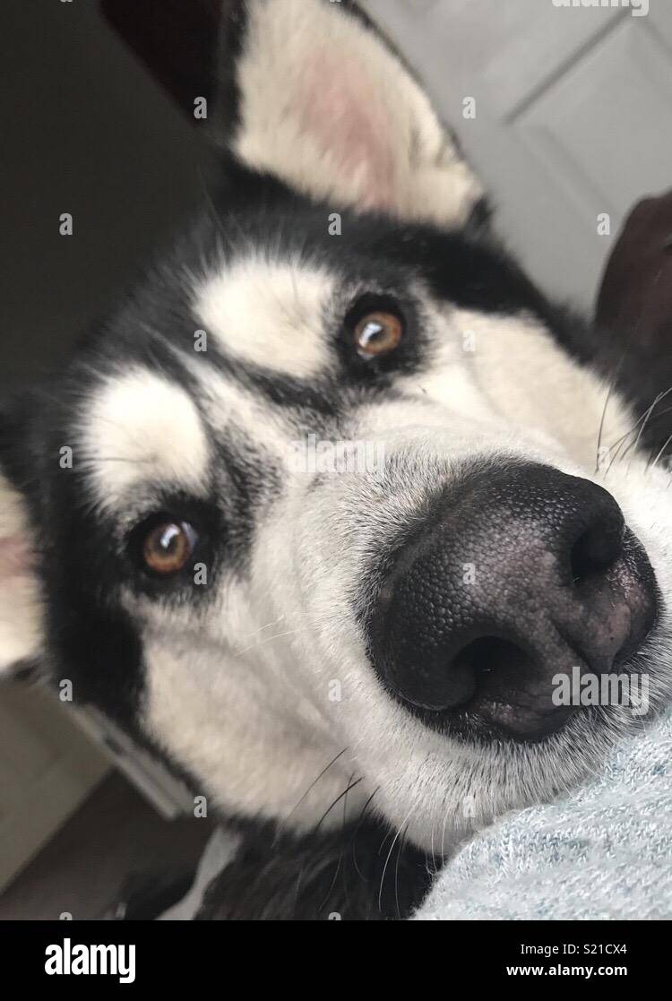 “Take my picture” Stock Photo Alamy