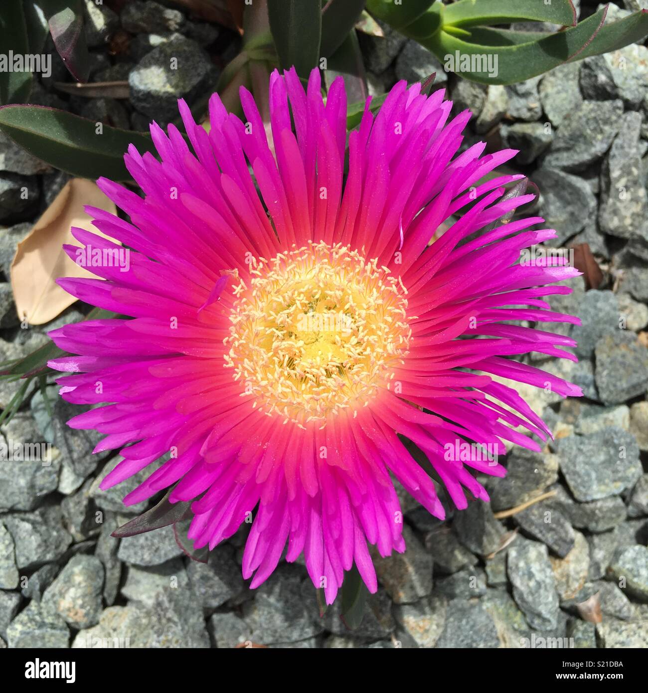 Hottentot fig (ice cactus, pig face, succulent) Stock Photo