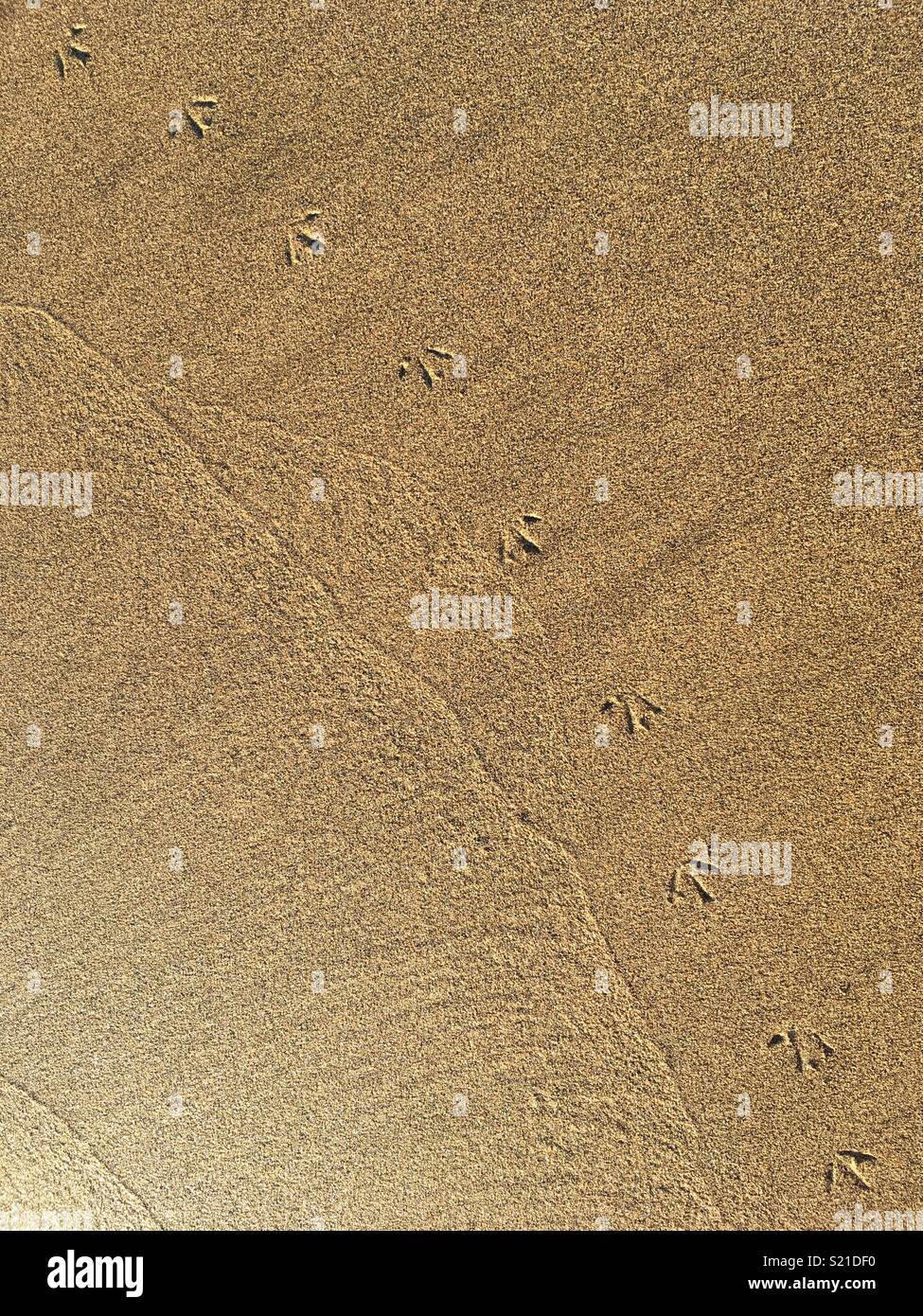 Bird Footprint Trail On Wet Sand Stock Photo Alamy
