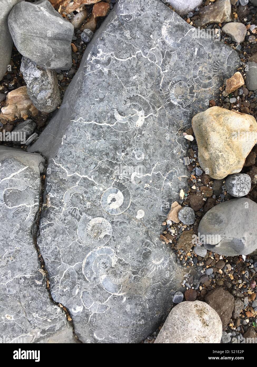Fossils on beach Stock Photo Alamy