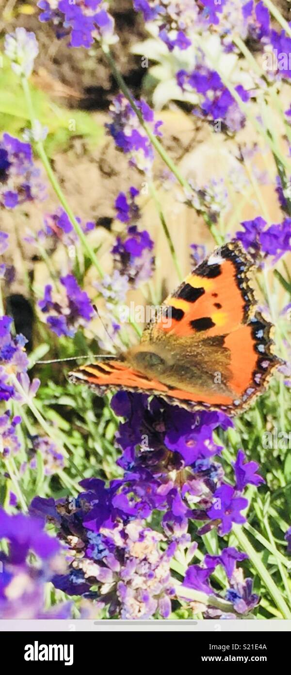 Butterfly on lavender Stock Photo