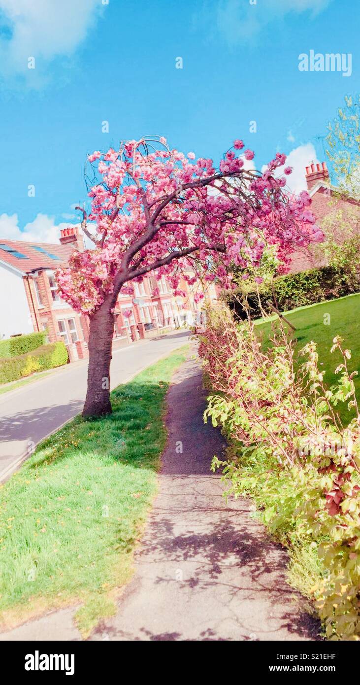 Cherry Blossom Tree, Sussex, UK, April 2018 Stock Photo Alamy