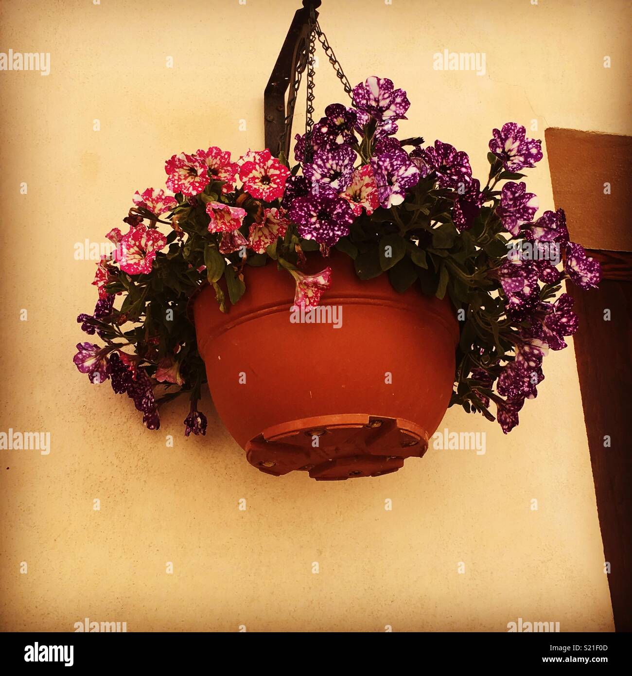 Spanish hanging basket Stock Photo Alamy