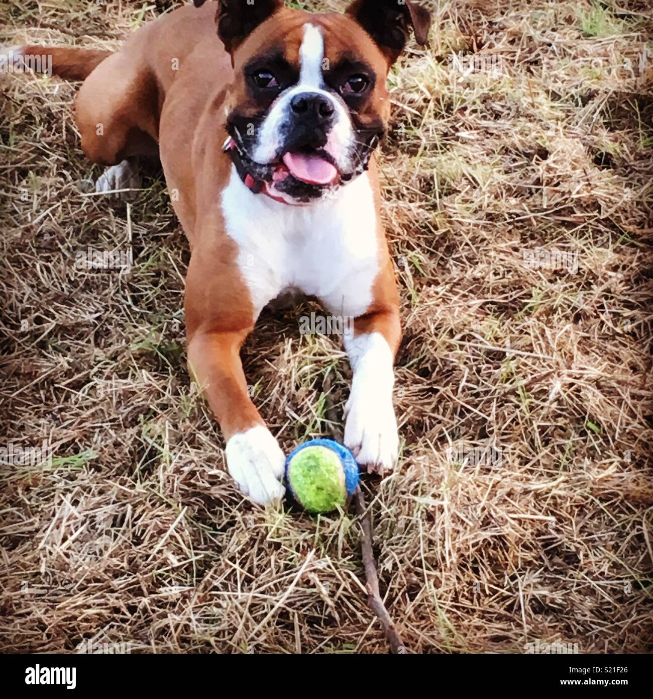 Boxer dog having a rest on the grass Stock Photo Alamy
