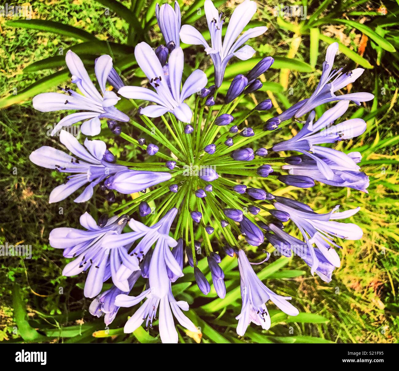 Agapanthus Flower Stock Photo