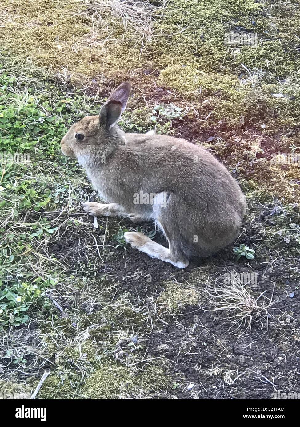 Irish hare hi-res stock photography and images - Alamy