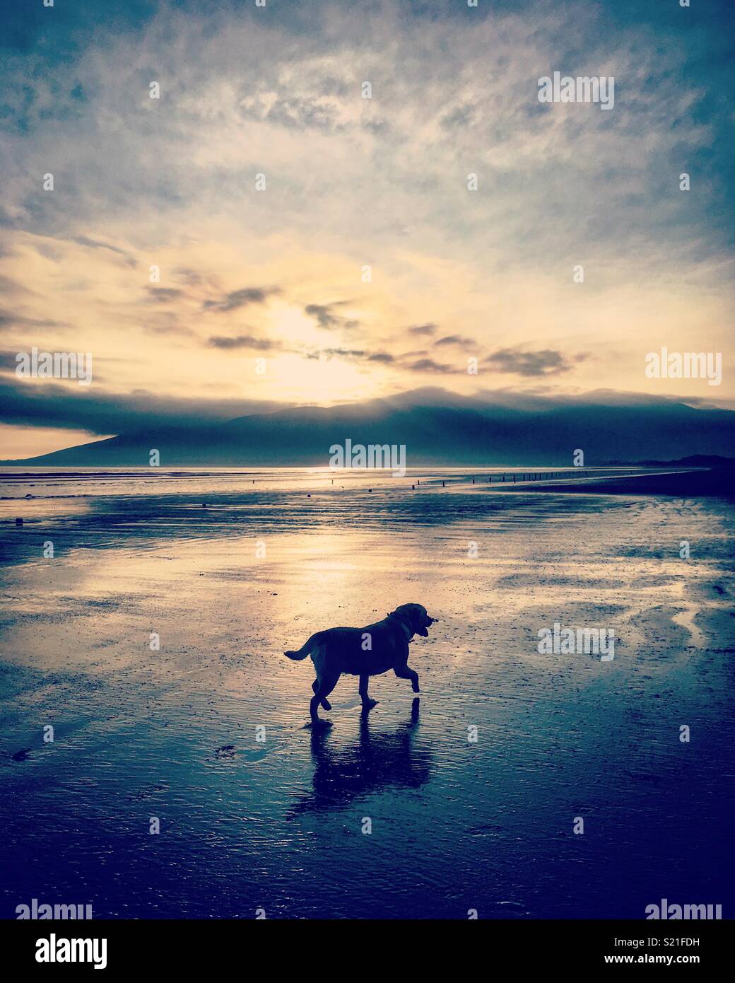 Beach sunset puppy dog Stock Photo Alamy