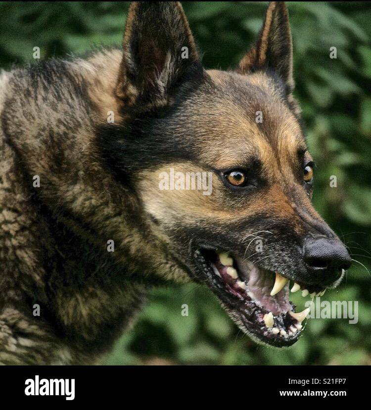 German shepherd teeth hi-res stock photography and images - Alamy