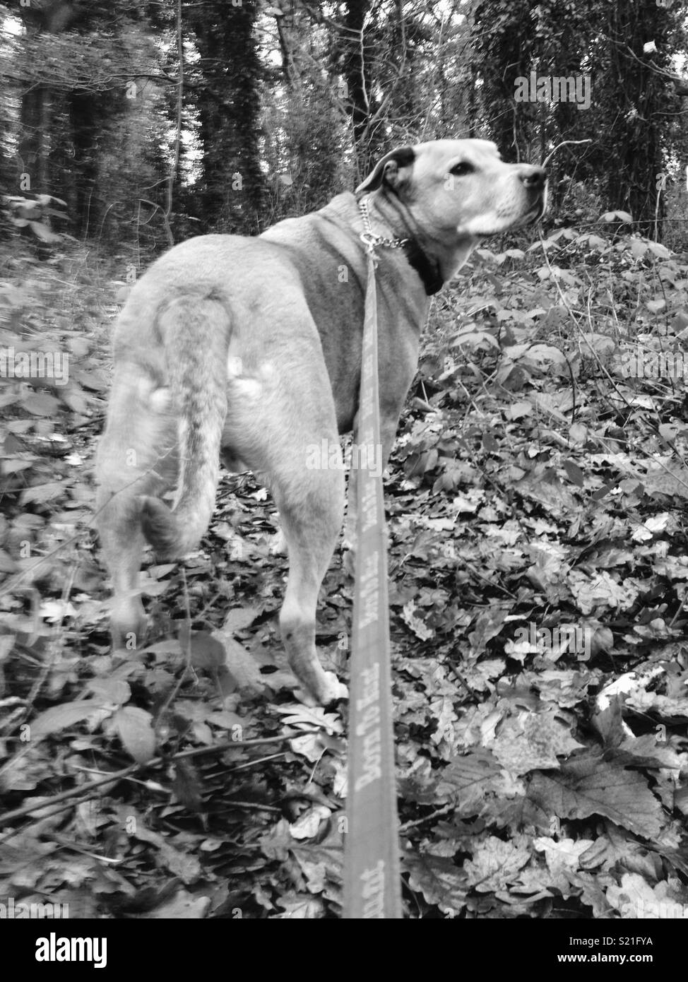 Dog Wood Stock Photo