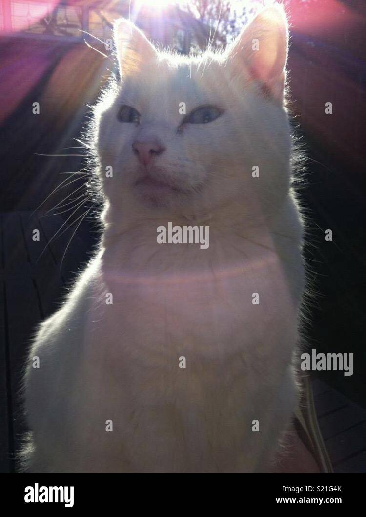 White rescue cat in the sun Stock Photo