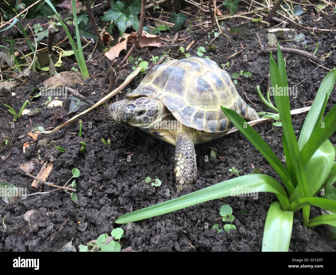 Horsfield tortoise, approx 10 years old, roaming around the garden. Stock Photo