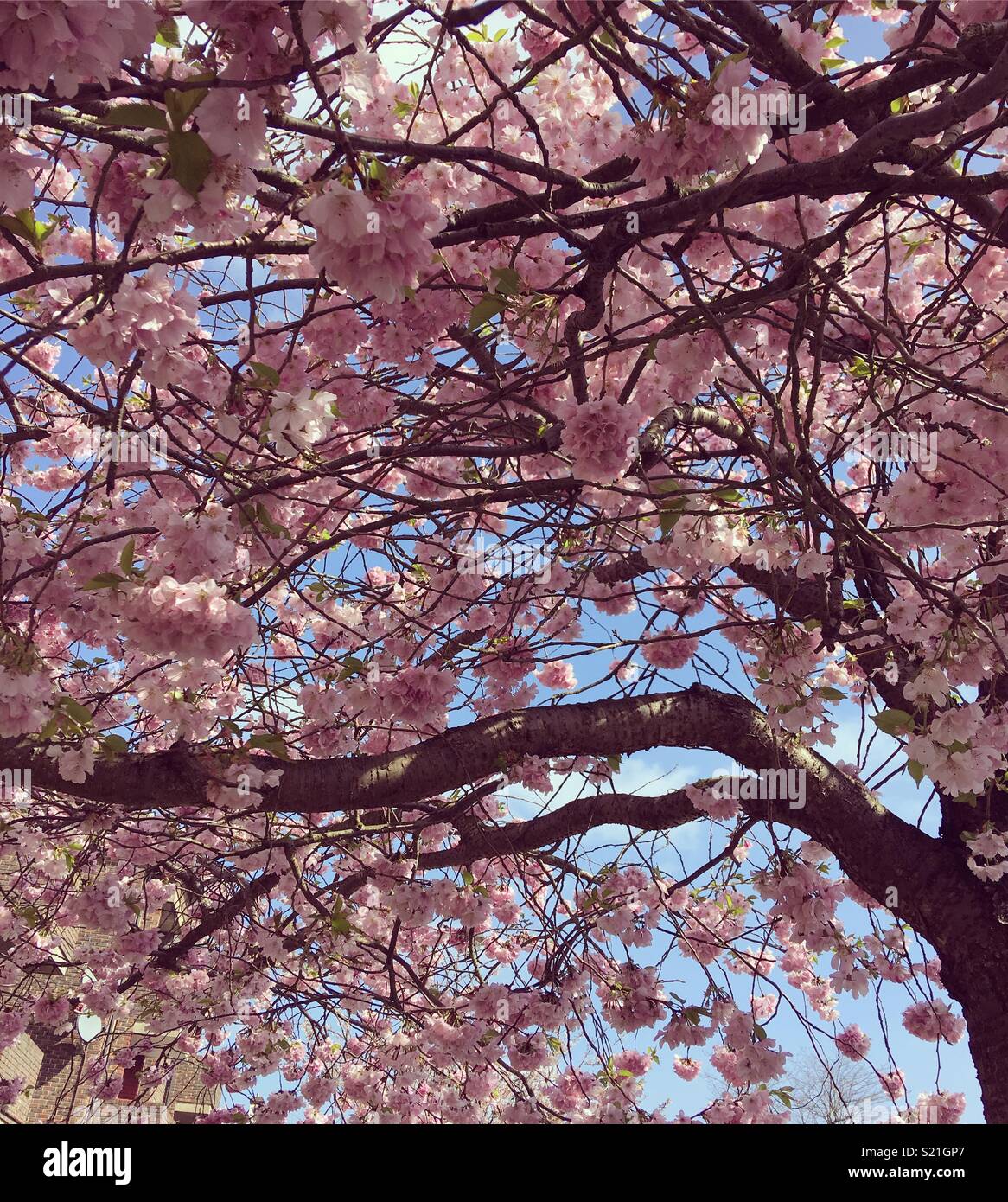 Spring cherry blossom spring Stock Photo
