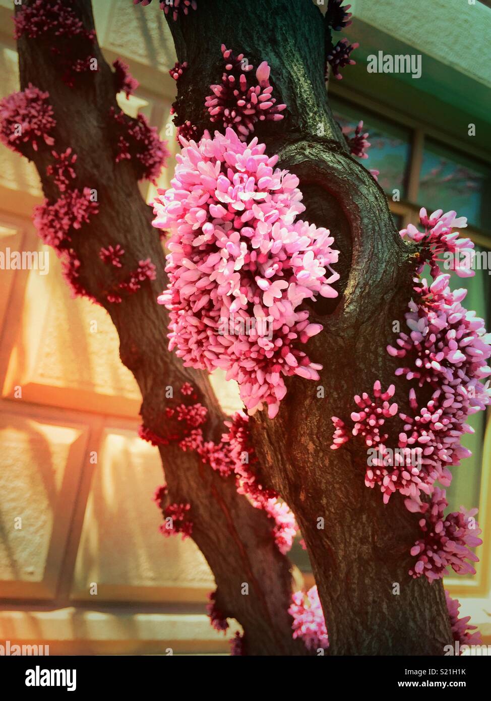 Springtime brings out the brilliant vibrant red bud blooms, NYC, USA - Smartphone Captured Stock Image