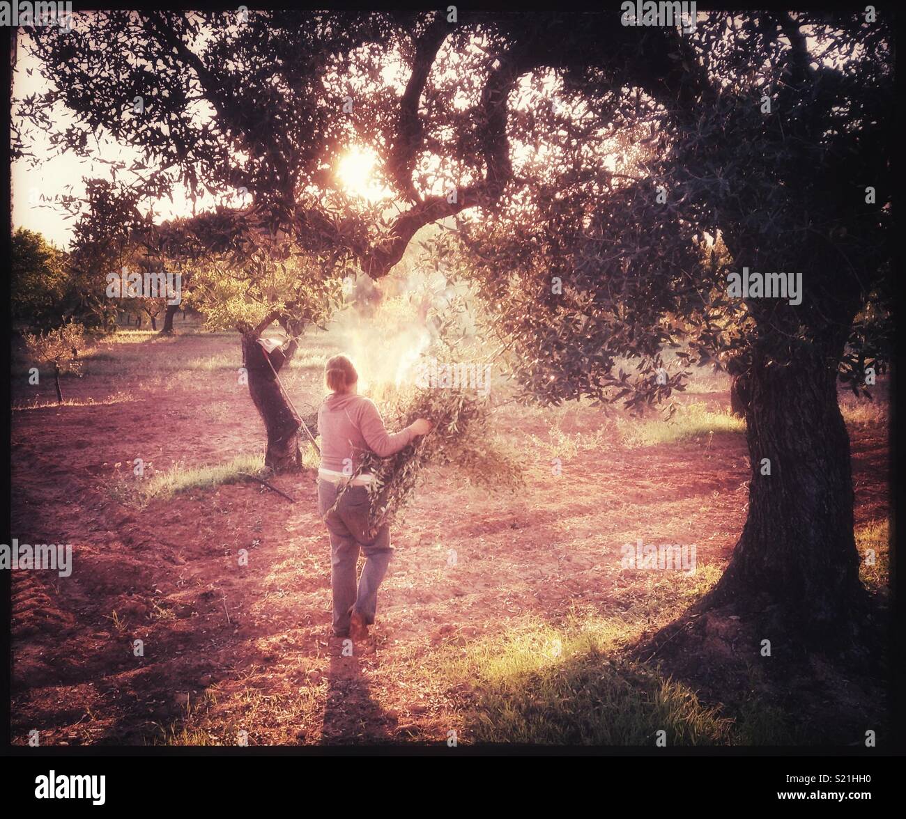 A woman collecting and burning olive branches early in the morning, Catalonia, Spain. - Smartphone Captured Stock Image