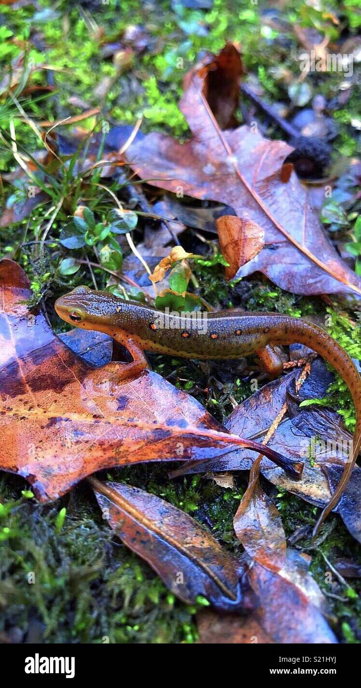 Red spotted newt Stock Photo - Alamy