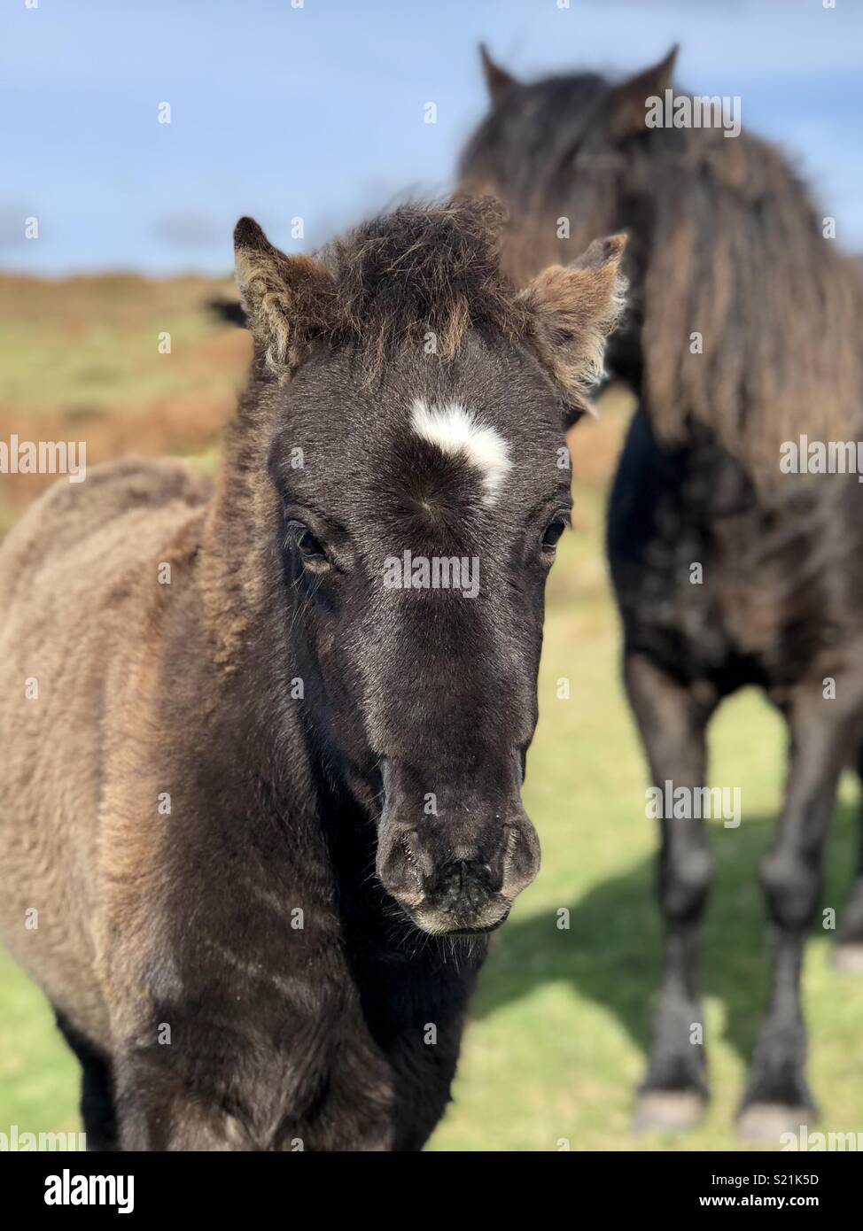 Dartmoor Pony High Resolution Stock Photography and Images Alamy