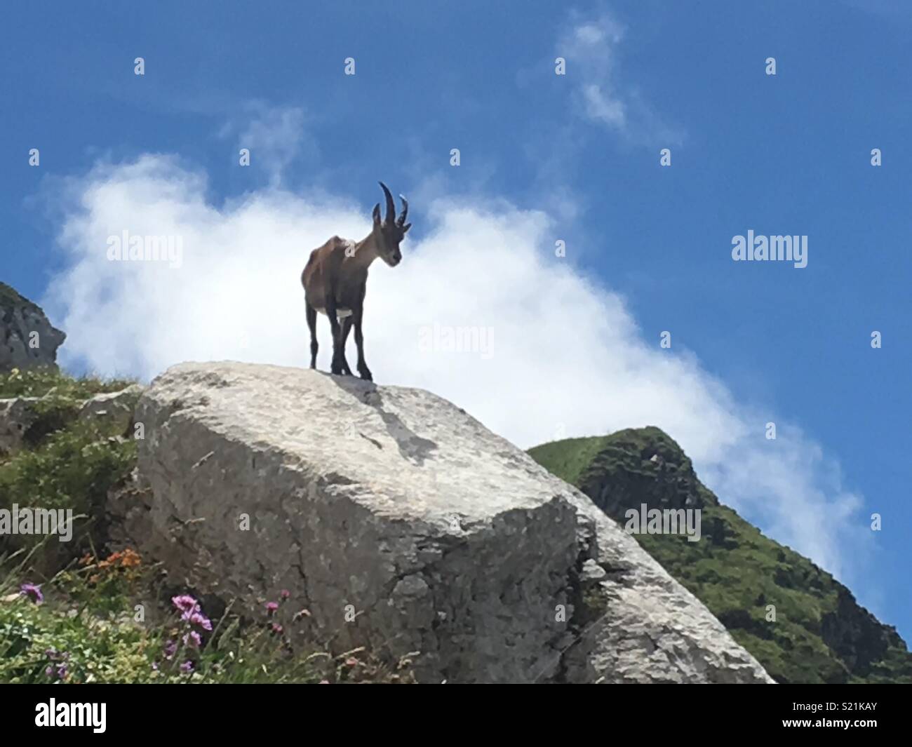 Mountain goat in French Alps Stock Photo