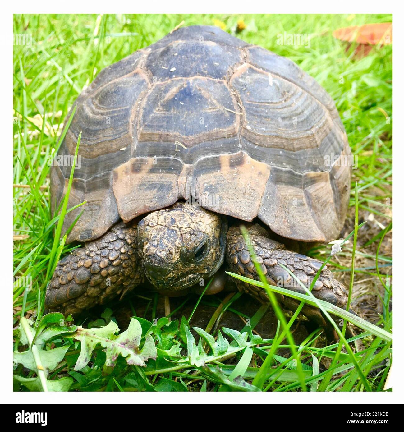 Tortoise and his dandelion Stock Photo Alamy