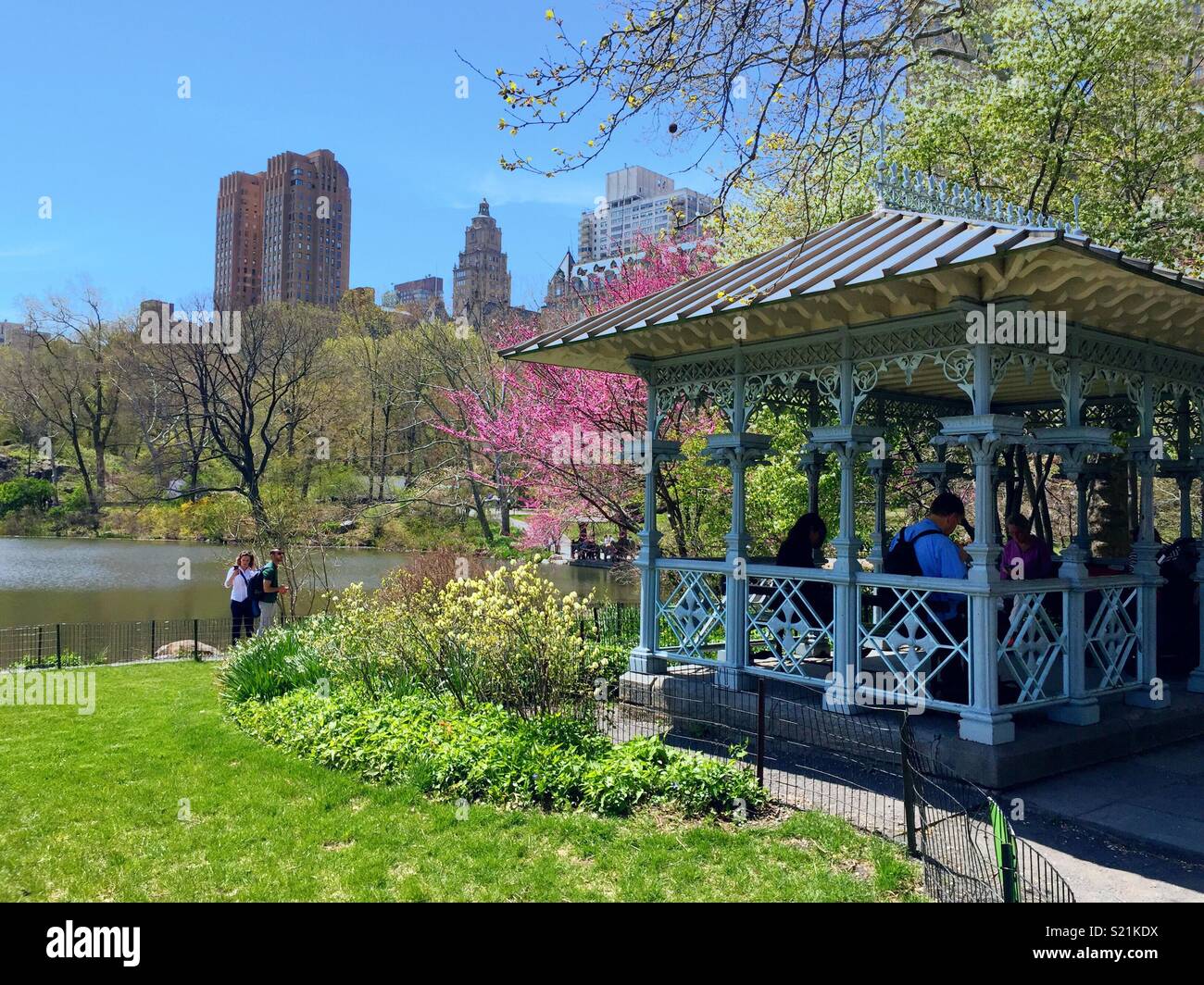 Ladies pavilion by the lake in central park is surrounded by blossoming