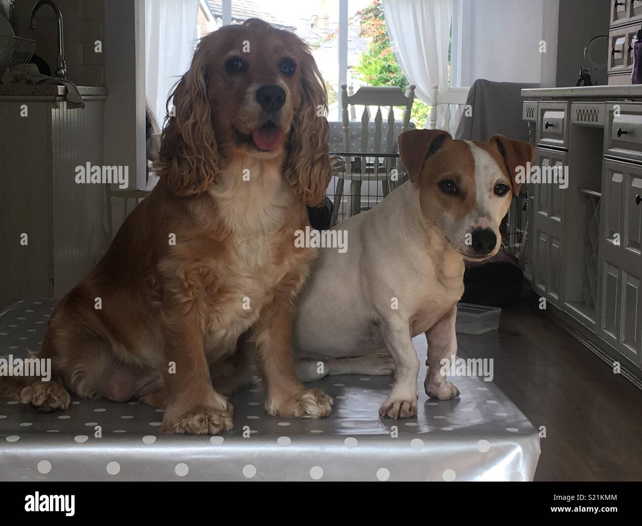 Cocker Spaniel and Jack Russell Stock Photo - Alamy