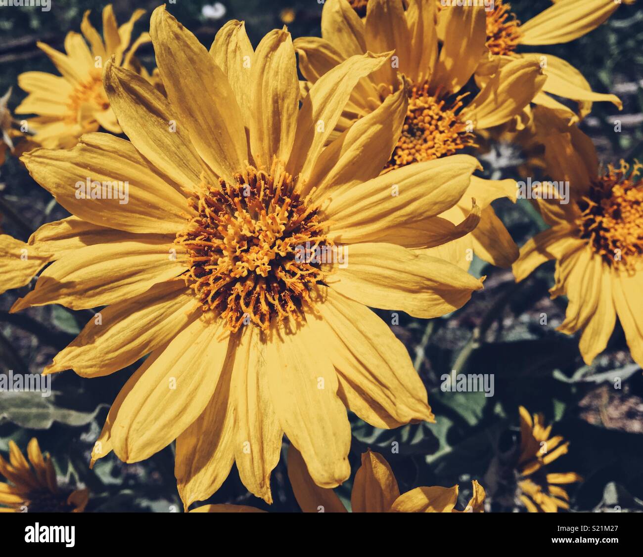Closeup shot of bright Spring wildflowers, Arrowleaf Balsamroot on a sunny day. - Smartphone Captured Stock Image