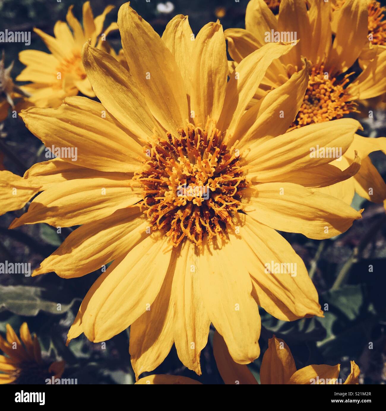 Yellow wildflower. Closeup. Square crop. Stock Photo