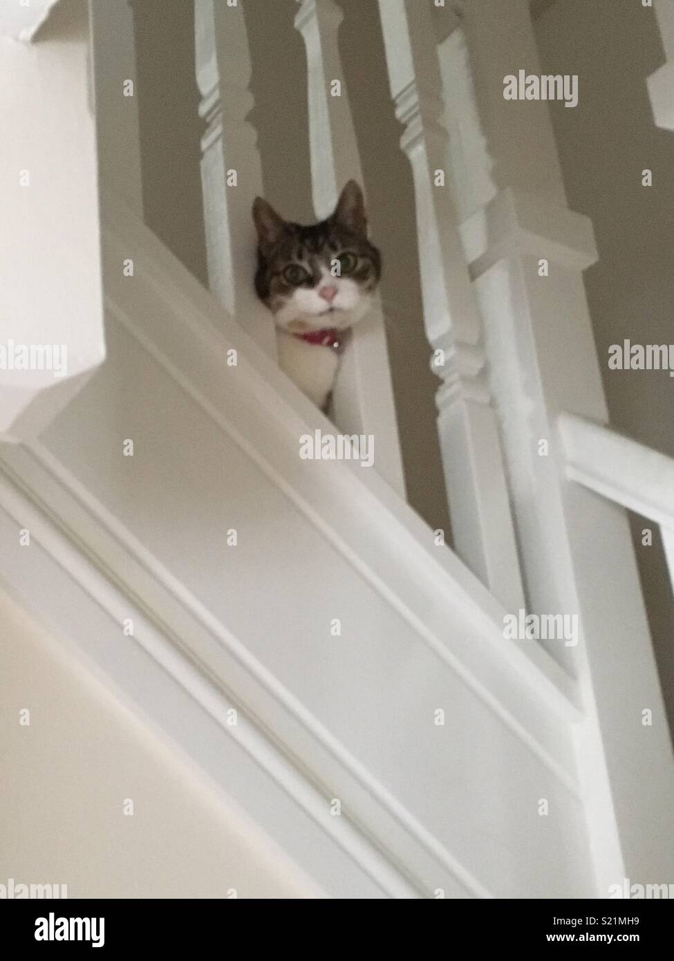 Peeping cat Stock Photo