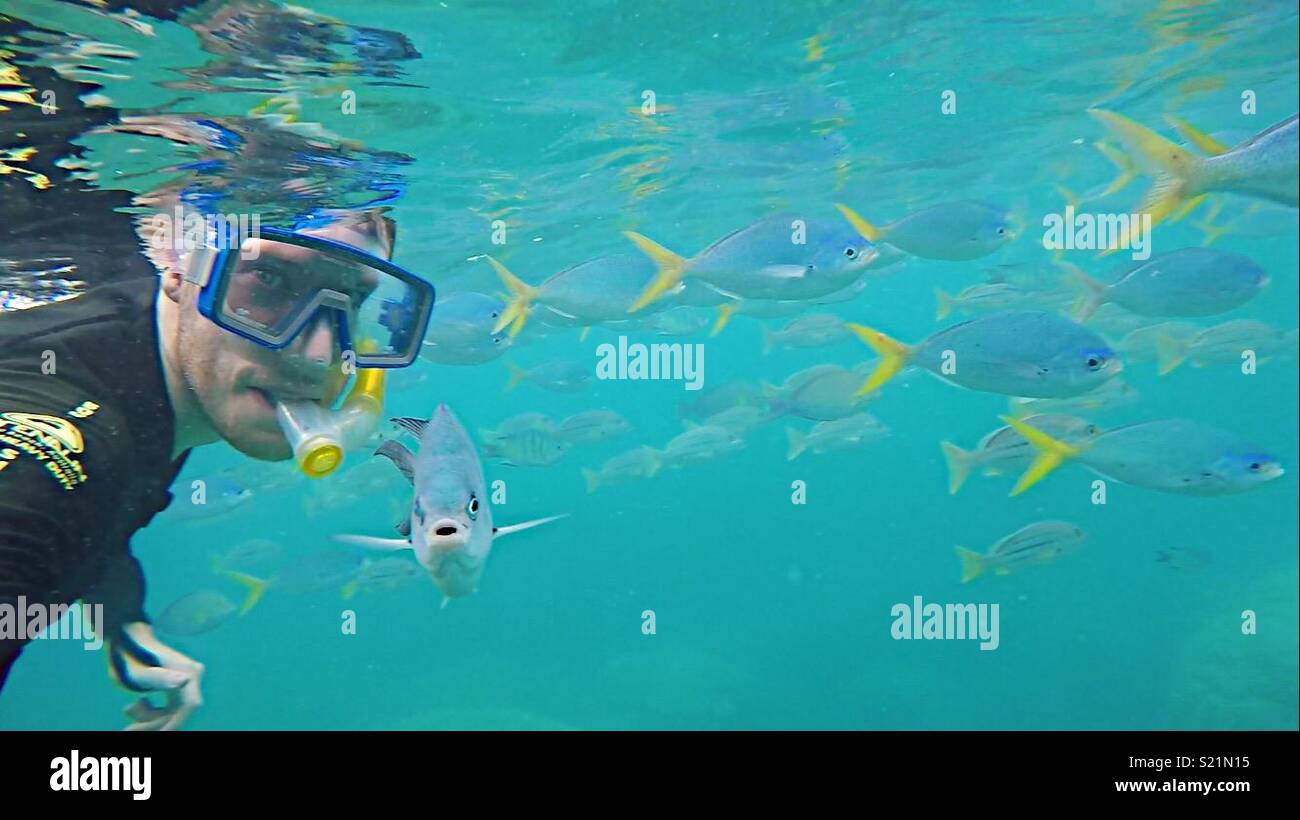 Snorkelling in the Great Barrier Reef Stock Photo Alamy