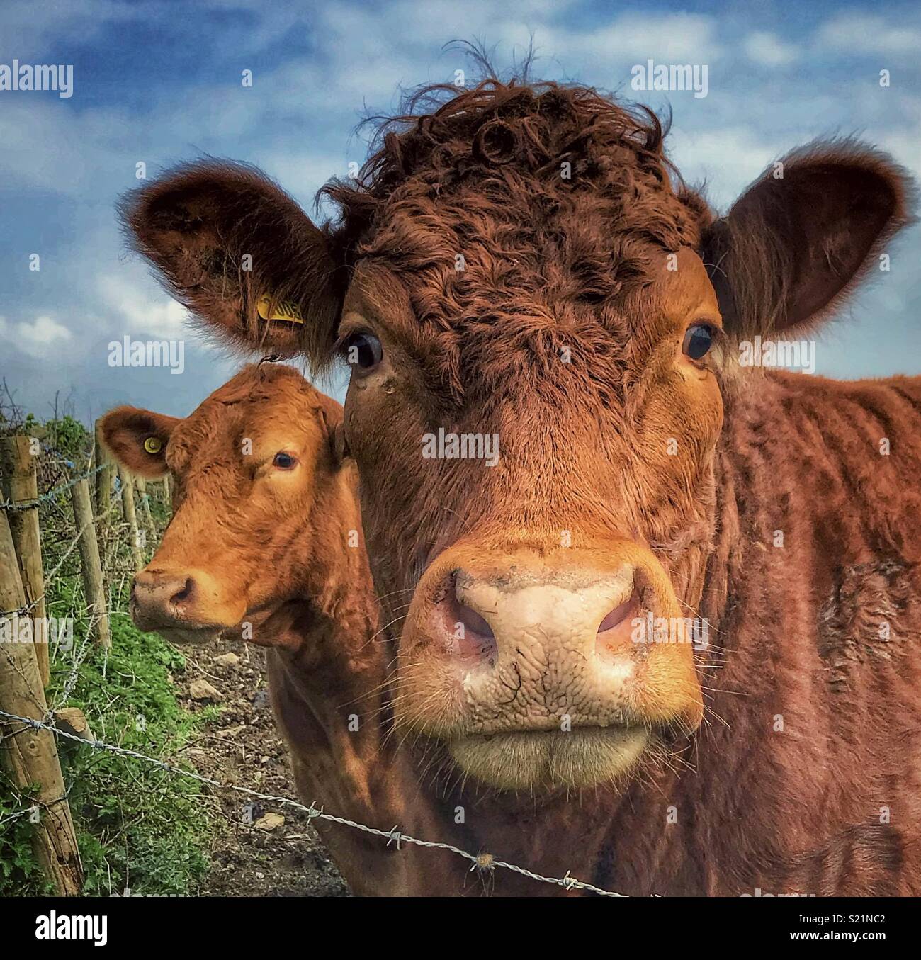 Moo cow art hi res stock photography and images Alamy Moo cow art hi res stock photography and images Alamy