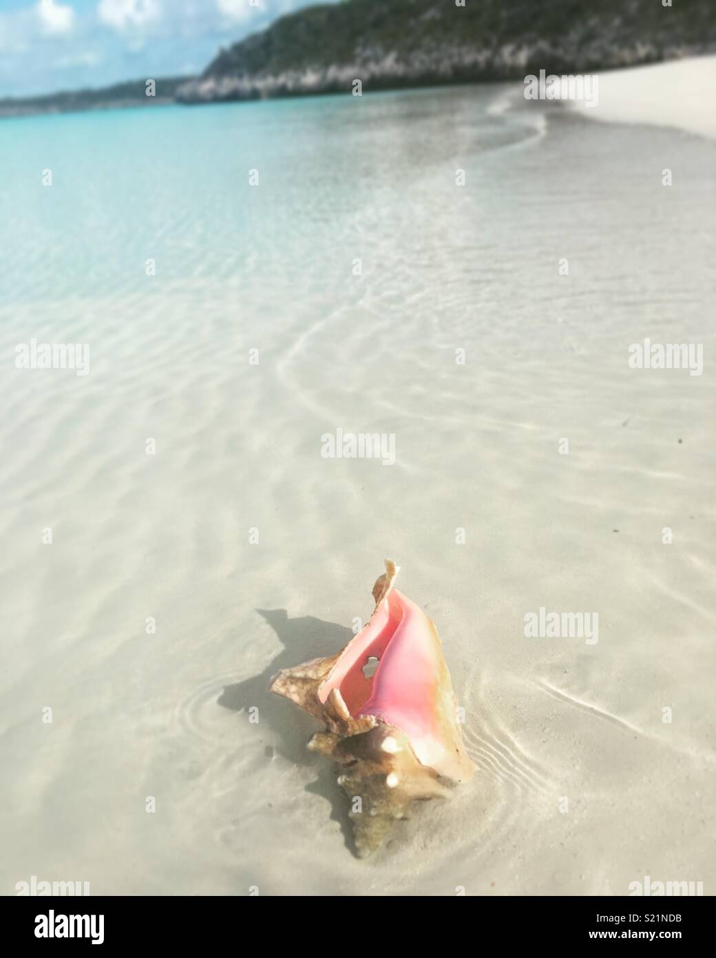 Seashell in clear ocean Stock Photo