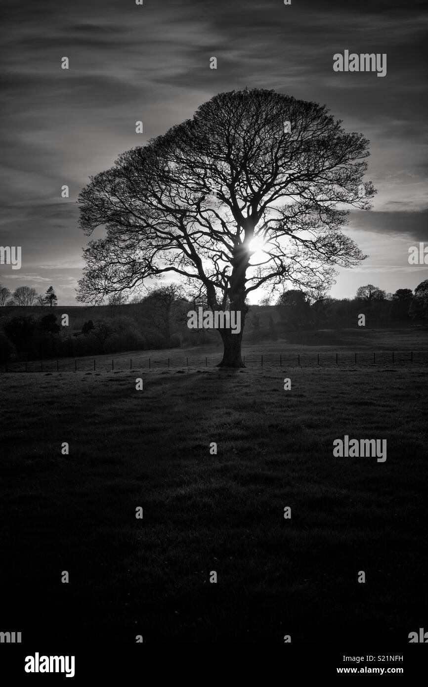 Black and white silhouette of tree with sunburst Stock Photo - Alamy