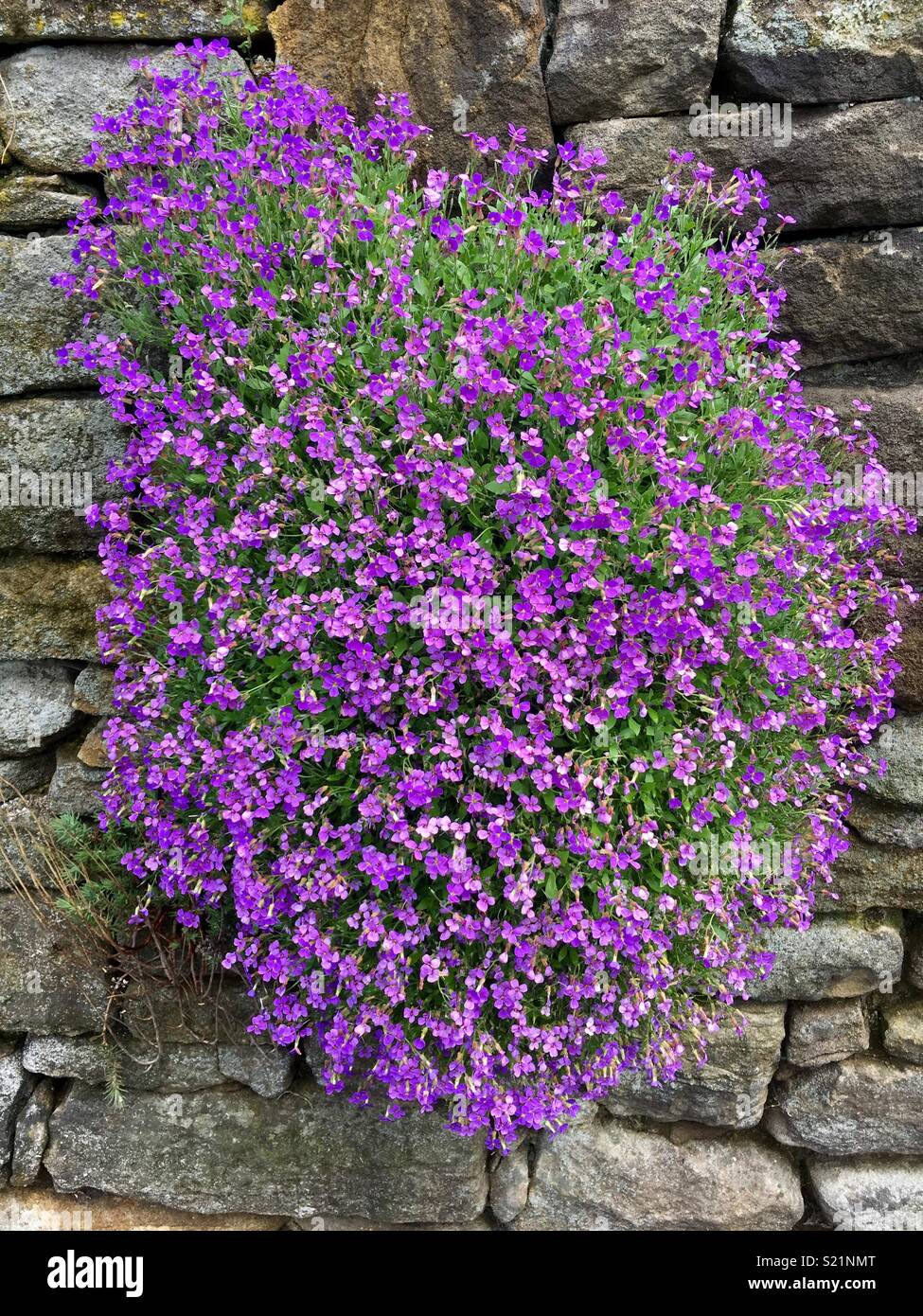 Purple Aubretia Flower in stone wall Stock Photo