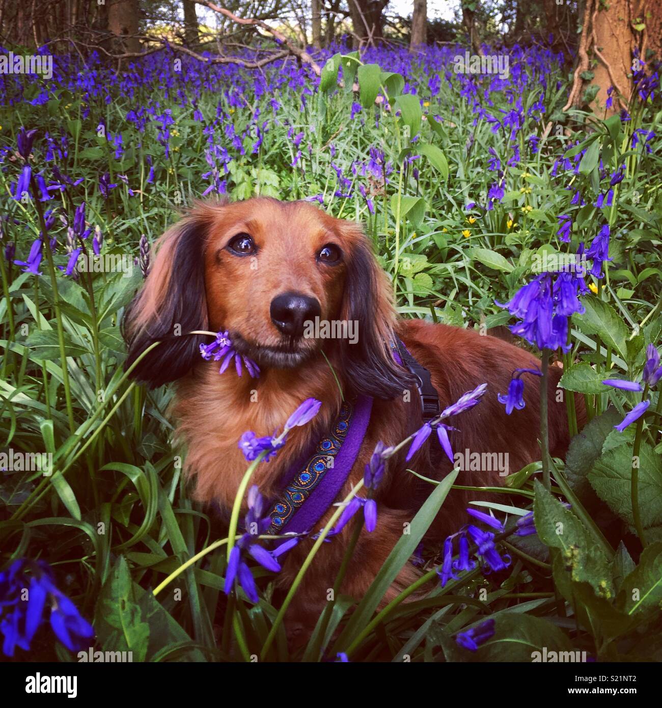 Long haired dachshund dog in the bluebells Stock Photo