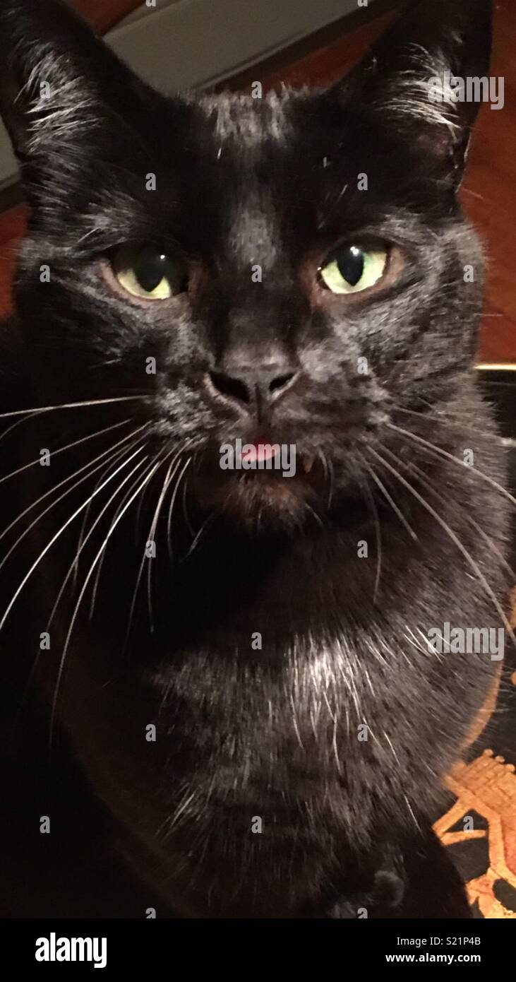 Lucky Black Cat High Resolution Stock Photography and Images Alamy