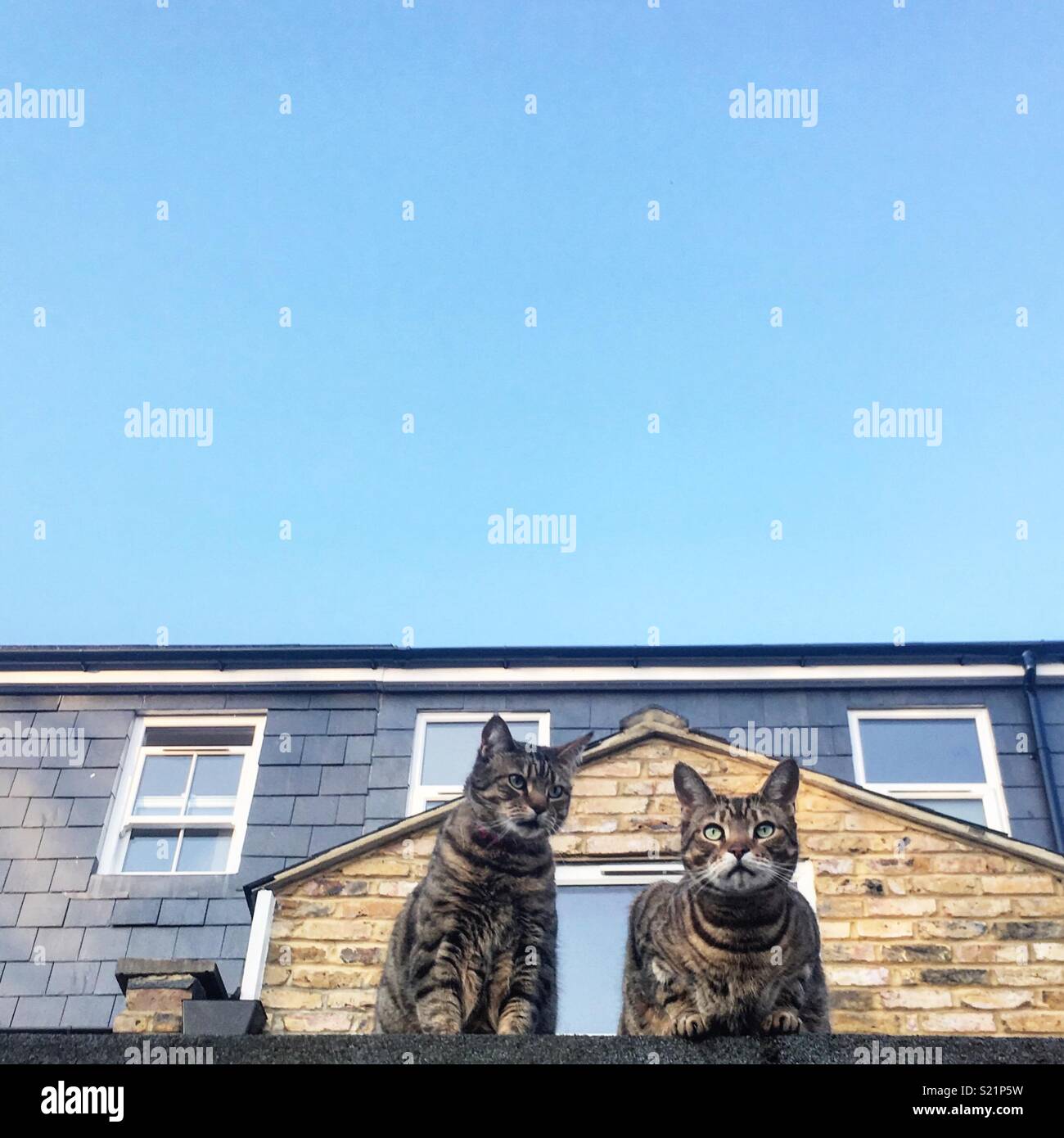 Cats on roof Stock Photo