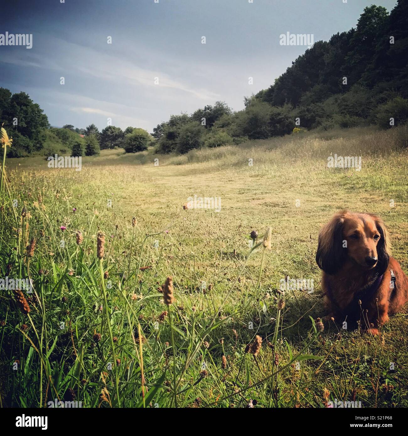 Long haired dachshund dog in the meadow, St. Helens wood, Hastings Stock Photo