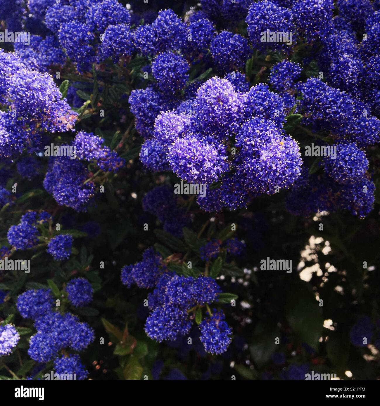 Purple blue bush flowers Stock Photo