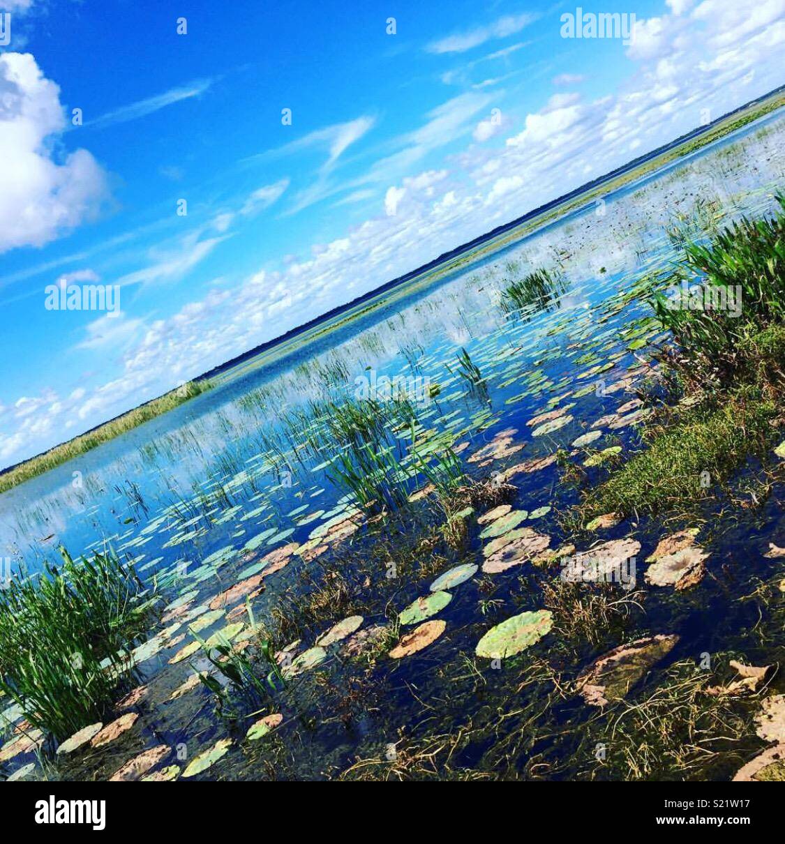 Everglades Stock Photo